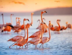 SKÄRBRÄDA I GLAS 52x40 FLAMINGO BEACH